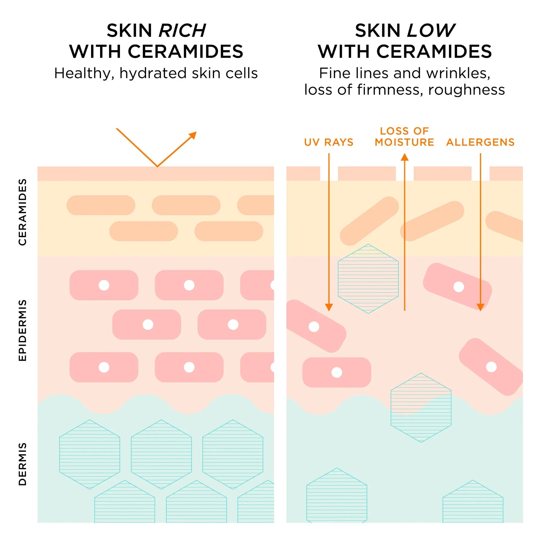 השוואת עור עשיר בסרמידים לעור דל בסרמידים – שכבות עור, לחות וקמטים, CHOZEN מותגים מובילים