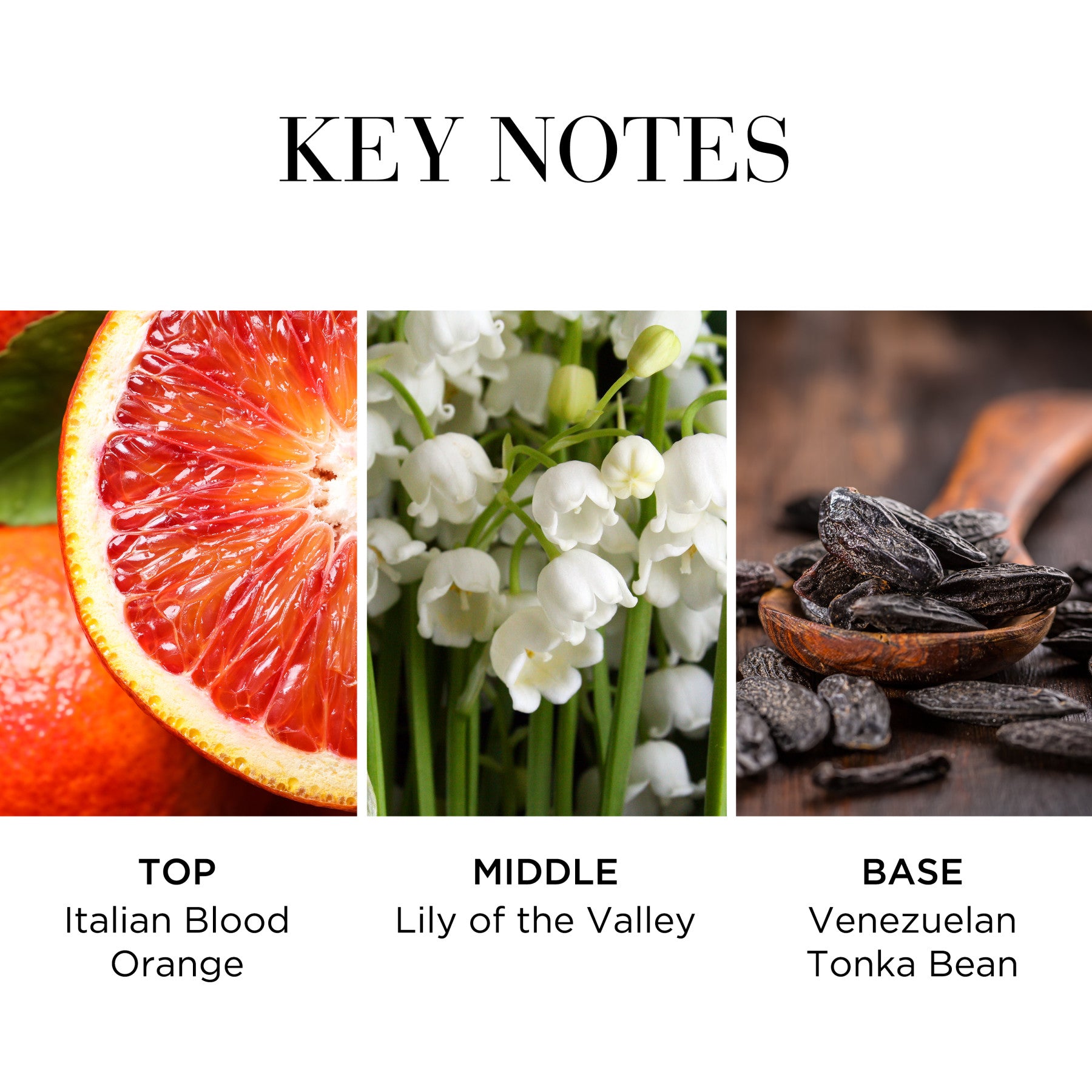 אליזבת ארדן בושם לאישה WHITE TEA EAU FRAICHE א.ד.ט 100 מ"ל