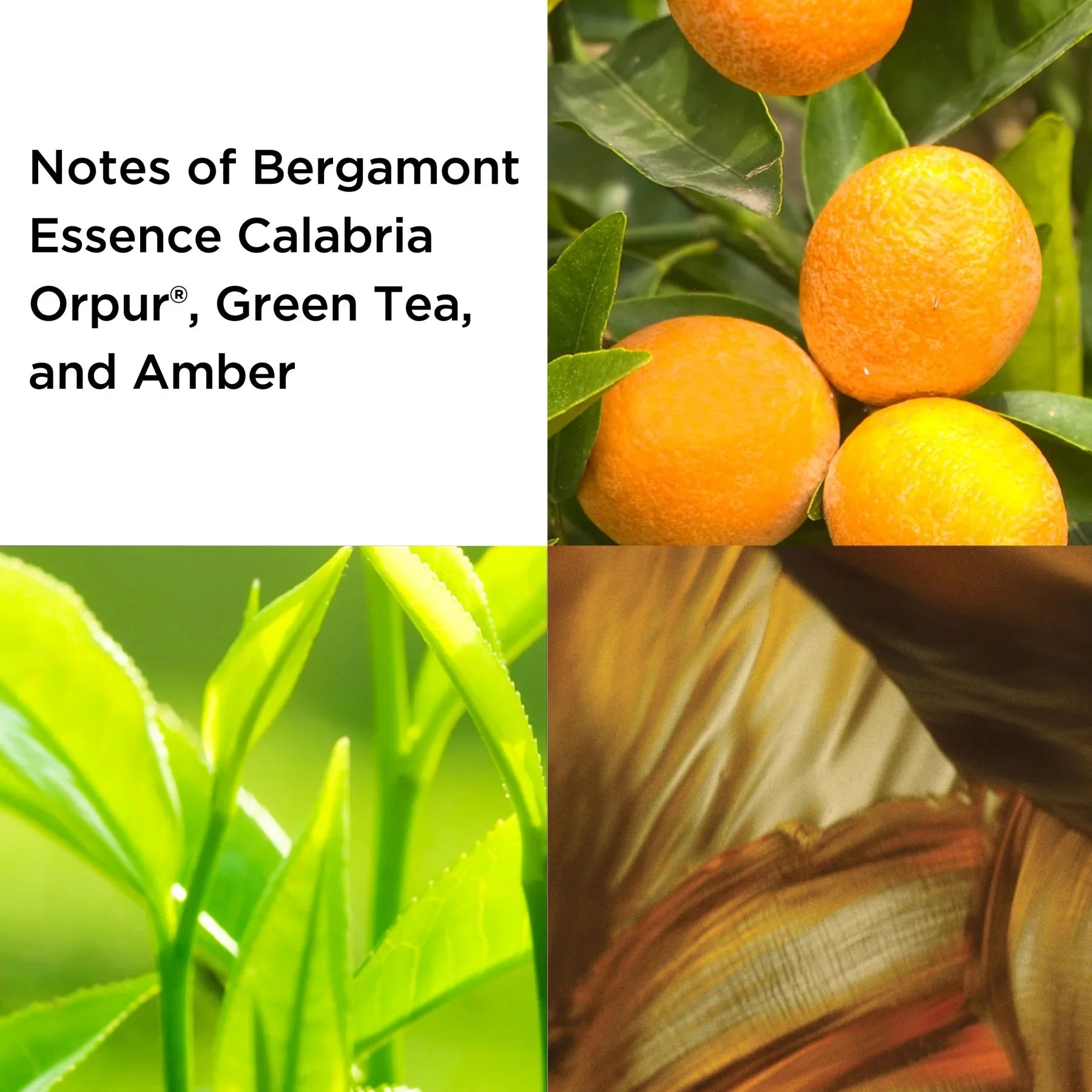 פירות ברגמוט, עלי תה ירוק וענבר, השראה לבושם יוקרה ב-CHOZEN – מותגים מובילים מבית קבוצת אלפא