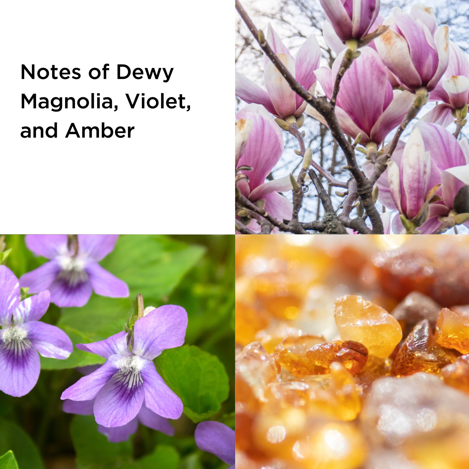 אליזבת ארדן מארז בישום FIFTH AVENUE א.ד.פ