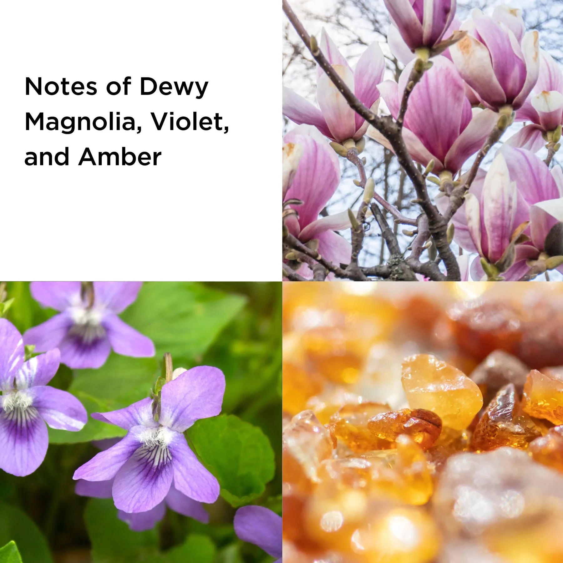 תמונת אווירה של מגנוליה ורודה, פרחי סיגלית וענבר, ניחוח יוקרתי CHOZEN