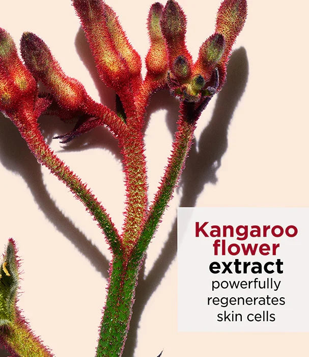 תמצית פרח קנגורו, צמח אדום-ירוק על רקע בהיר, מוצר טיפוח CHOZEN אלפא