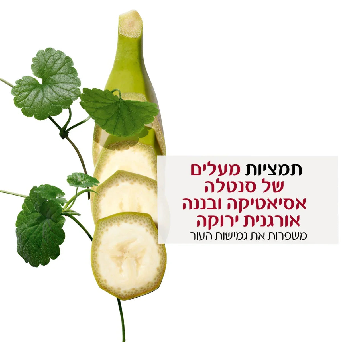 תמציות סנטלה ובננה אורגנית ירוקה של CHOZEN, מרכיב טבעי לעור, עלים ופרי חתוך ברקע