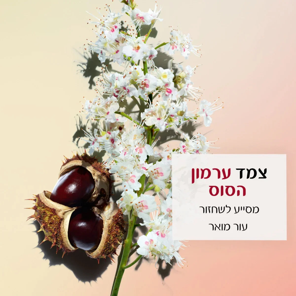 פרח ופרי ערמון הסוס בליווי טקסט על רקע בהיר, תדמית CHOZEN, מותגים מובילים