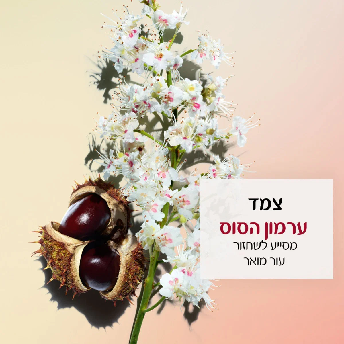תפרחת לבנה ופרי ערמון הסוס עם כיתוב בעברית, צמח טבעי CHOZEN מותגים מובילים