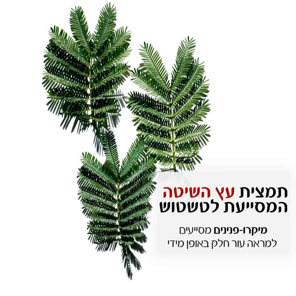 תמונת עלי עץ שיטה טבעיים עם טקסט על יתרונות לעור, קידום מוצרי בריאות CHOZEN