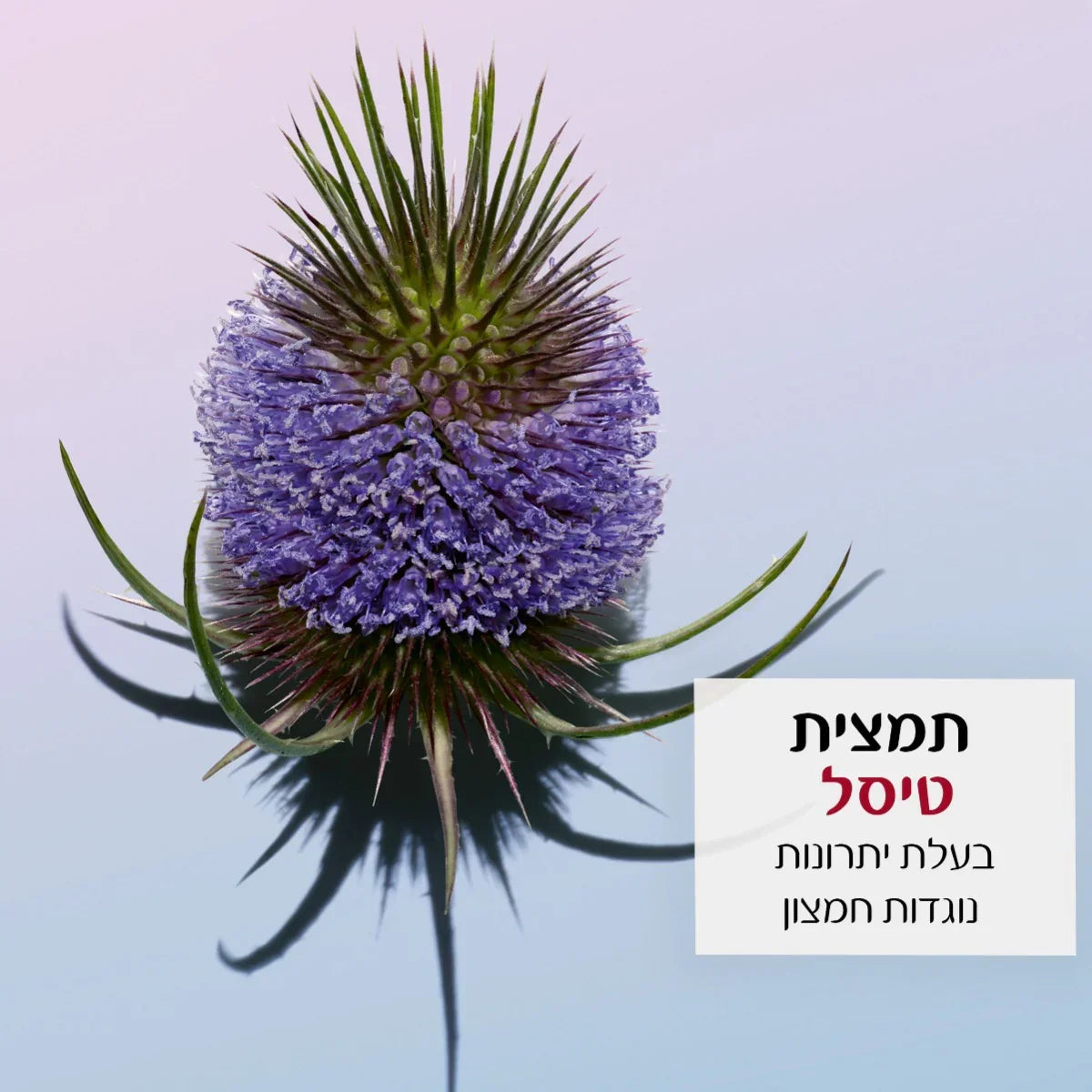 תמצית טיסל פרח סגול על רקע בהיר, מוצר טבעי מקבוצת אלפא ב-CHOZEN