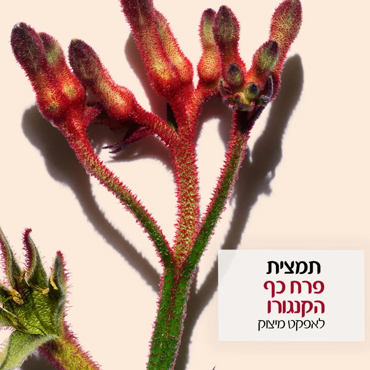 תקריב של פרח כף הקנגורו אדום-ירוק על רקע בהיר, HOMEPAGE CHOZEN, קוסמטיקה טבעית