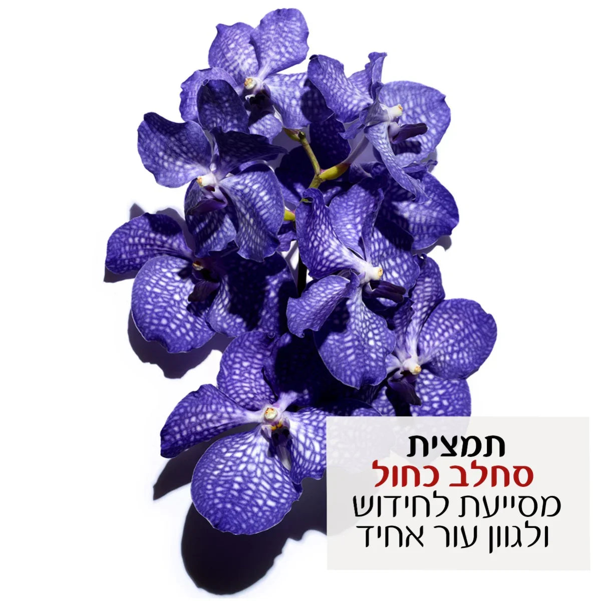 סחלב כחול טבעי על רקע לבן, פרח נדיר, CHOZEN, קבוצת אלפא, חידוש ולגוון עור אחיד
