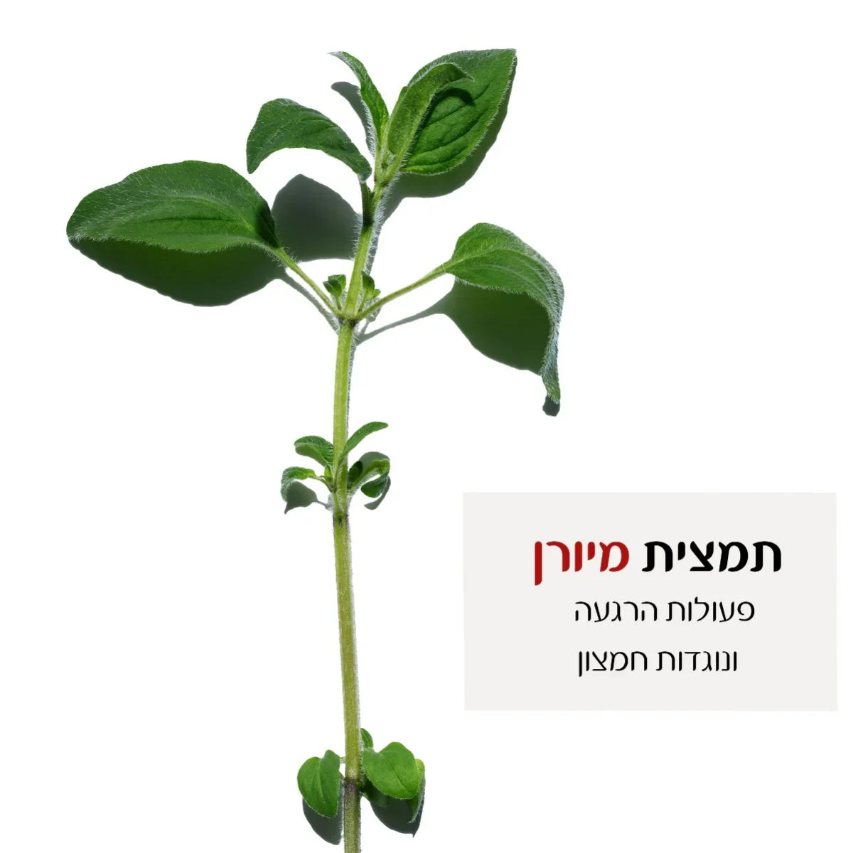 תמונת תמצית מיורן, צמח ירוק על רקע לבן עם טקסט על תמצית מיורן, CHOZEN