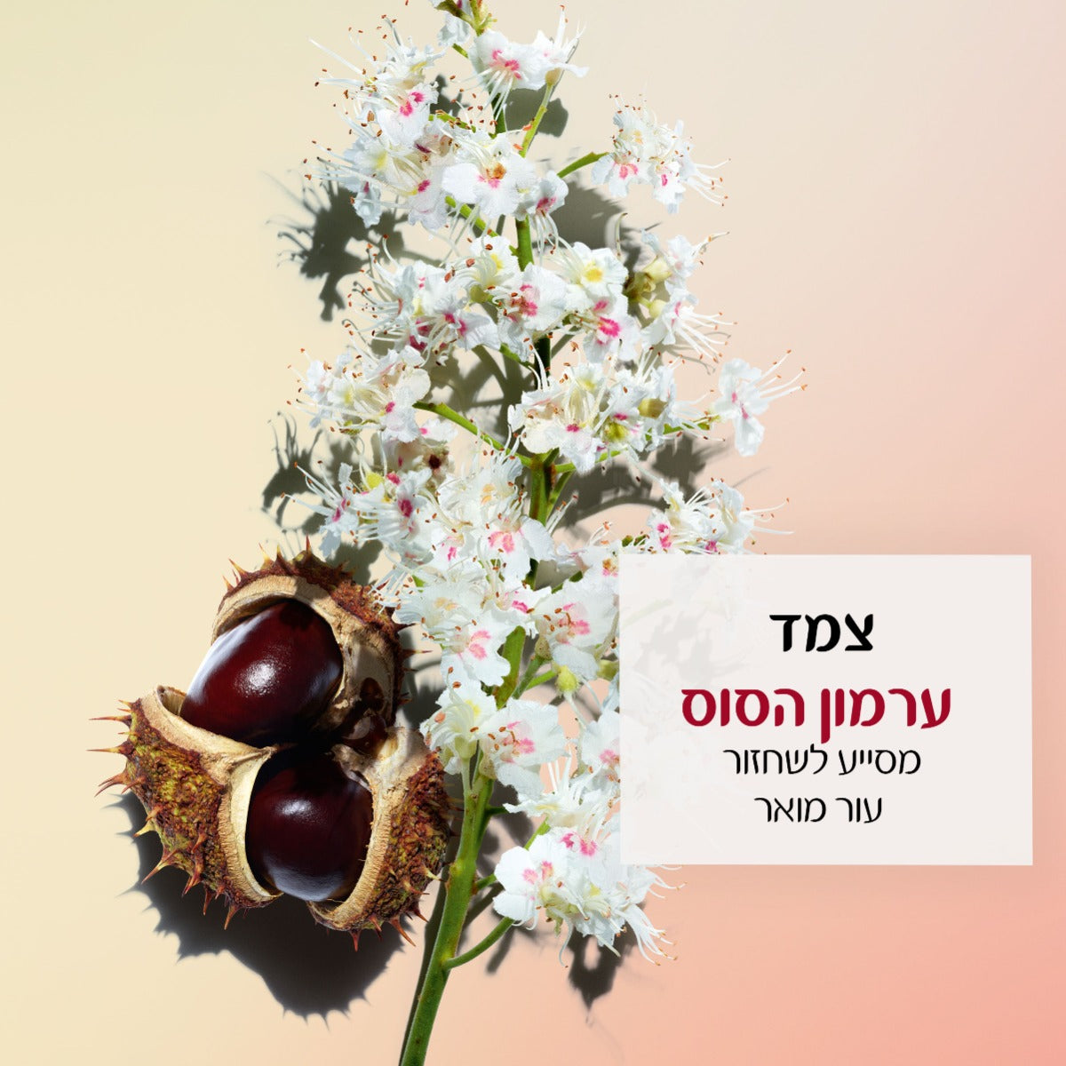 קלרינס נוטרי-לומייר קרם לילה